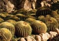 Cactus Cluster